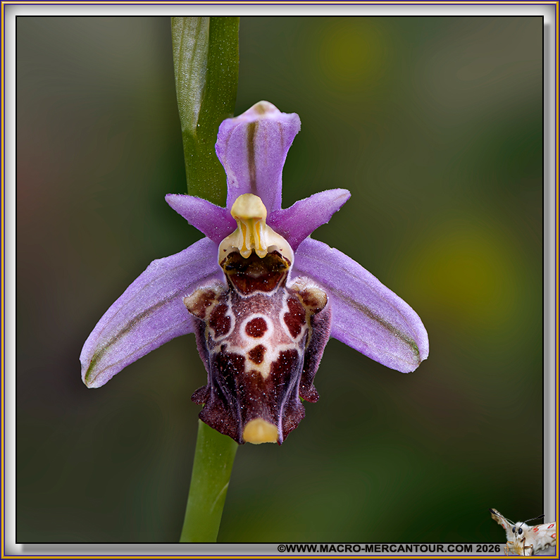Ophrys bourdon